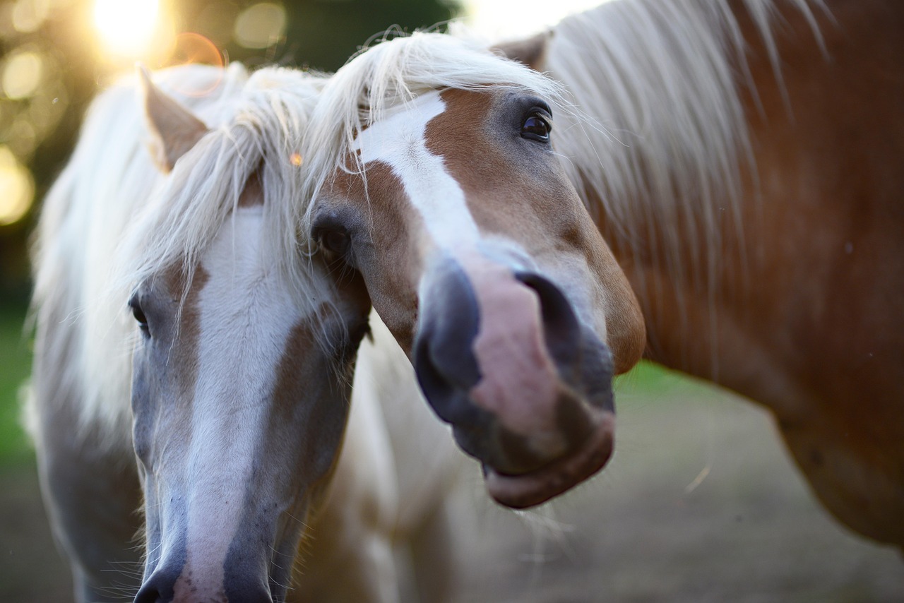 horses-5365974_1280