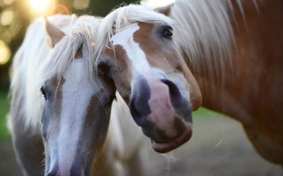 horses-5365974_1280 horses-5365974_1280