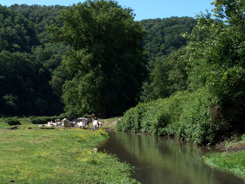 Biodiversity and ecology